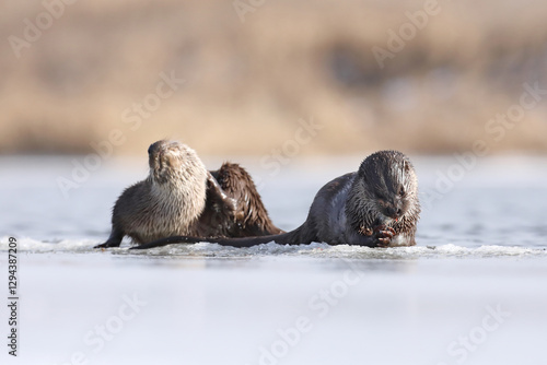 Obraz na płótnie Wydra (Lutra lutra), otter w salonie