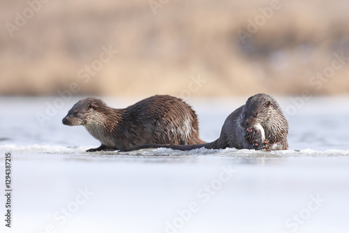 Wydra (Lutra lutra), otter