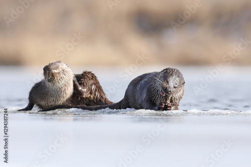 Obraz na płótnie Wydra (Lutra lutra), otter w salonie