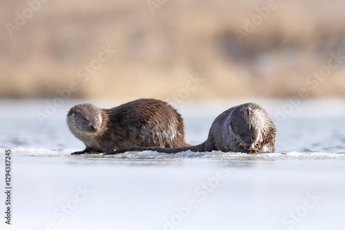 Obraz na płótnie Wydra (Lutra lutra), otter w salonie