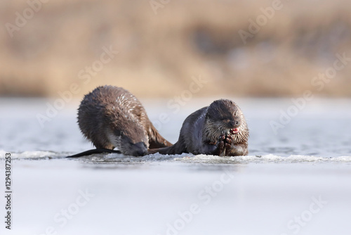 Obraz na płótnie Wydra (Lutra lutra), otter w salonie