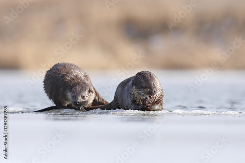 Obraz na płótnie Wydra (Lutra lutra), otter w salonie