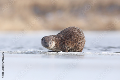 Obraz na płótnie Wydra (Lutra lutra), otter w salonie
