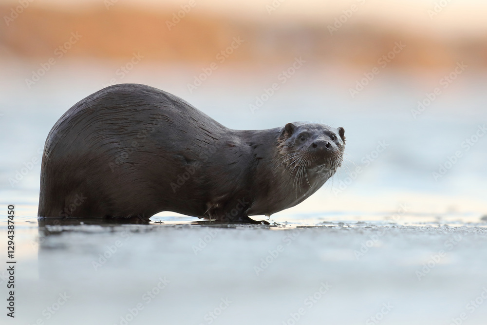 Wydra (Lutra lutra), otter