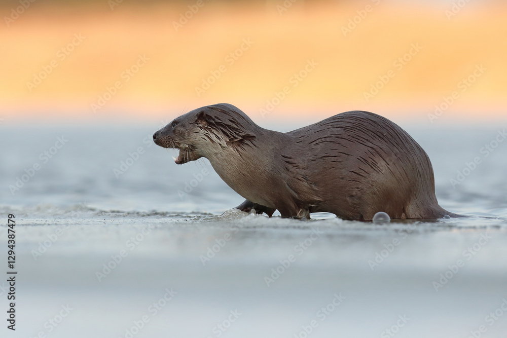 Wydra (Lutra lutra), otter