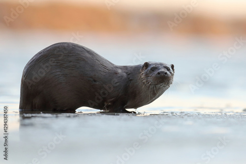 Wydra (Lutra lutra), otter