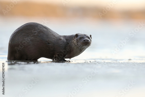 Obraz na płótnie Wydra (Lutra lutra), otter w salonie