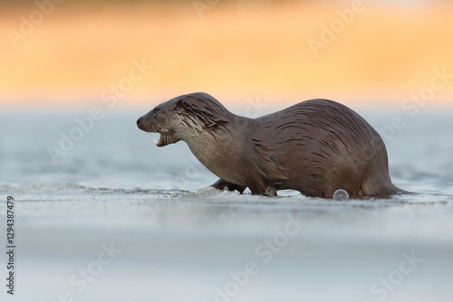 Obraz na płótnie Wydra (Lutra lutra), otter w salonie