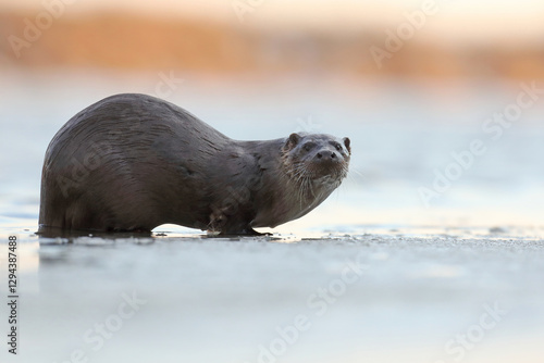 Obraz na płótnie Wydra (Lutra lutra), otter w salonie