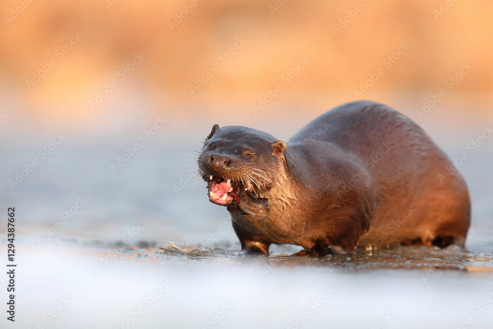 Wydra (Lutra lutra), otter