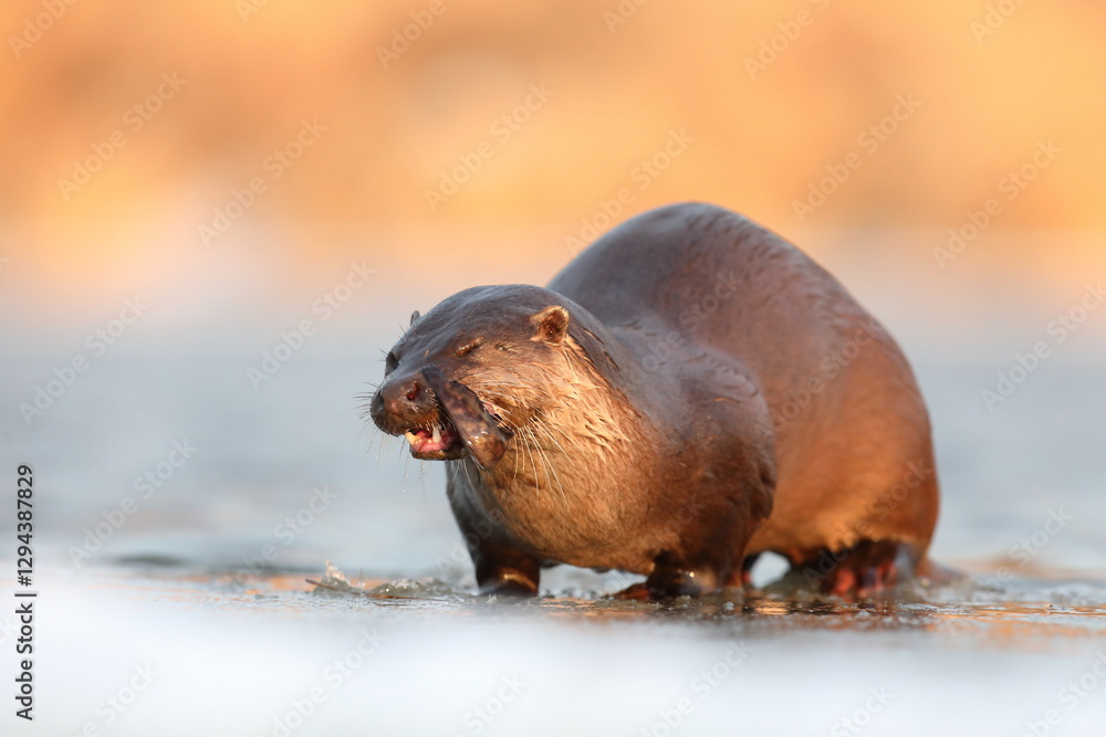 Wydra (Lutra lutra), otter