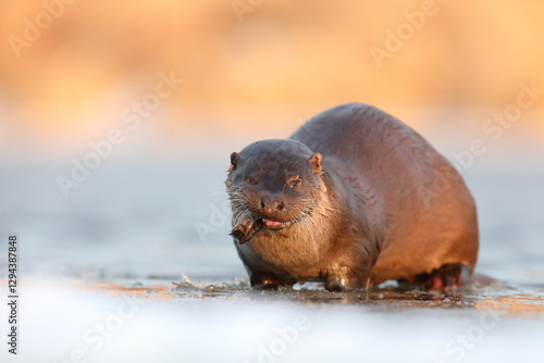 Obraz na płótnie Wydra (Lutra lutra), otter w salonie