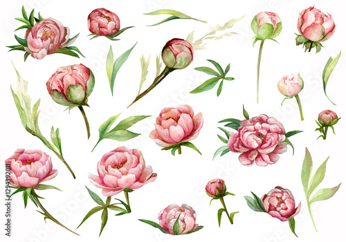 Wallpaper Mural Watercolor set of pink peonies with green leaves. Hand drawn botanical illustration. Realistic isolated objects on white background for design of postcard, stickers. Torontodigital.ca