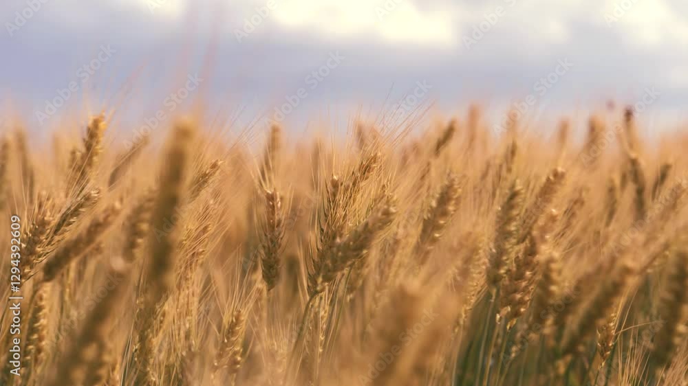 ears wheat field sky summer farm. griculture. farming. Ears golden wheat close-up. young ripe ears golden wheat field. summer farm agricultural landscape field. Agriculture. harvest season summer. ears wheat field sky summer farm. griculture. farming. Ears golden wheat close-up. young ripe ears golden wheat field. summer farm agricultural landscape field. Agriculture. harvest season summer.