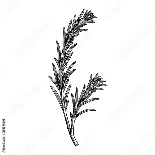Aromatic Rosemary Sprig Detailed Black and White Engraving Outline Line Art Drawing