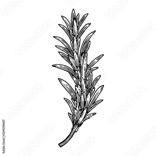 Sprig of Rosemary in Detailed Black and White Vintage Style Outline Line Art Drawing