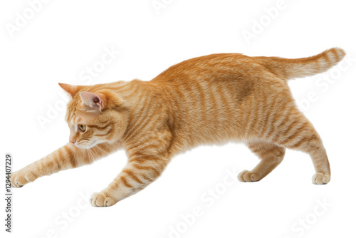Playful orange cat in motion transparency background png transparent white animal photography