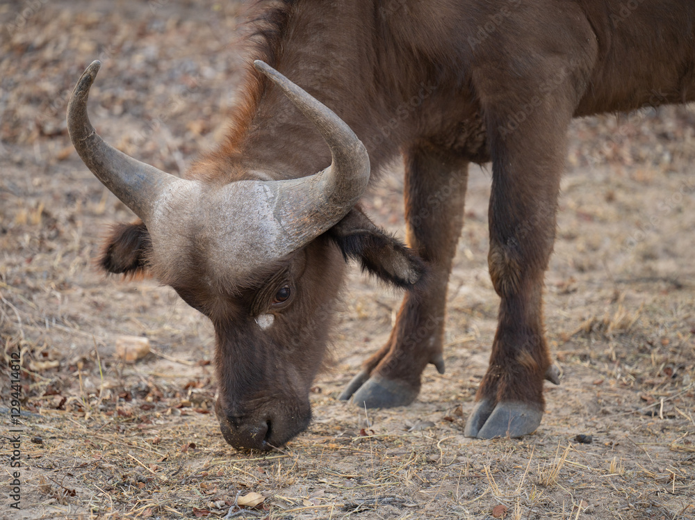 Afrikanische Tiere Kaffernbüffel oder auch Afrikanischer Büffel Steppenbüffel genannt, im Busch vom Krüger National Park - Kruger Nationalpark Südafrika