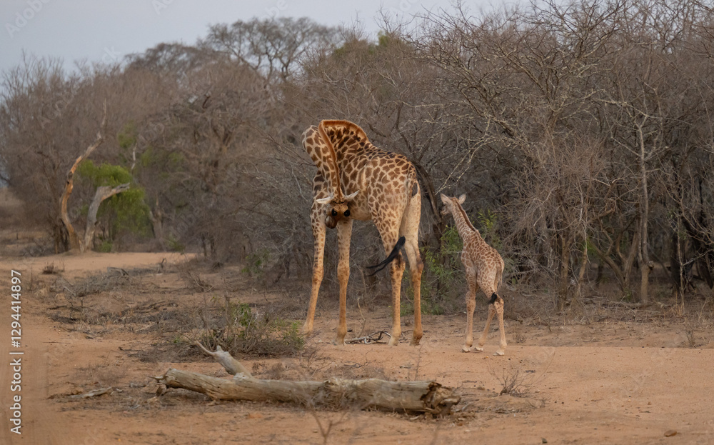 Afrikanische Tiere Giraffenkuh mit Jungtier Giraffenkalb 18 Stunden alt im Busch vom Krüger National Park - Kruger Nationalpark Südafrika