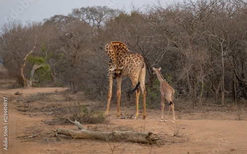 Obraz na płótnie Afrikanische Tiere Giraffenkuh mit Jungtier Giraffenkalb 18 Stunden alt im Busch vom Krüger National Park - Kruger Nationalpark Südafrika w salonie