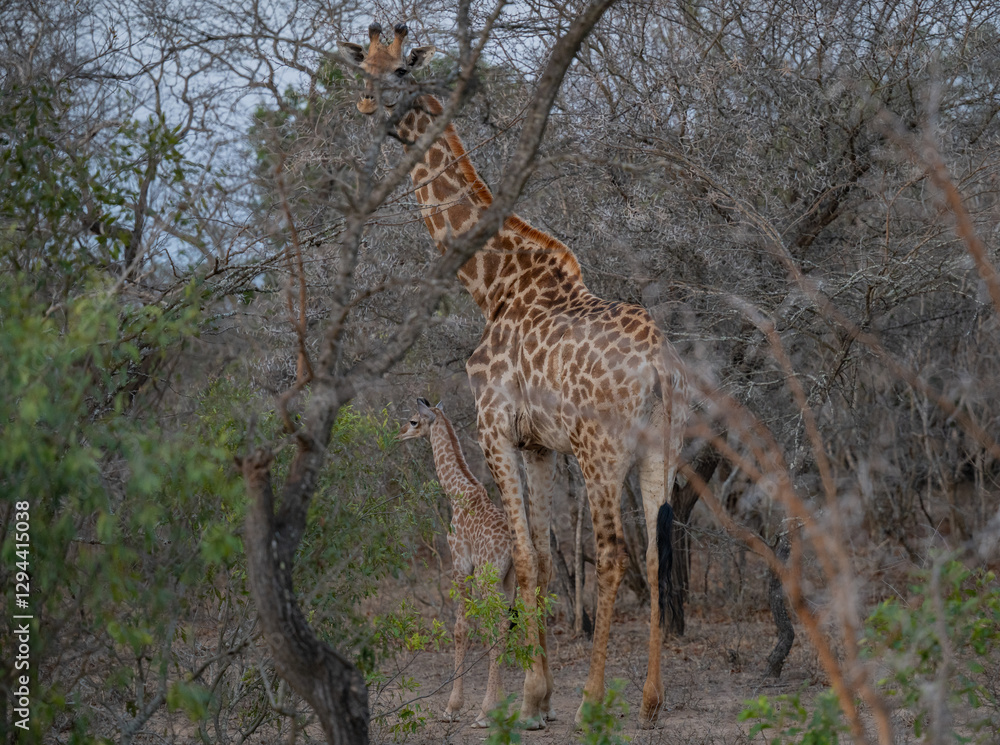 Giraffenkuh mit Jungtier Giraffenkalb 18 Stunden alt im Busch vom Krüger National Park - Kruger Nationalpark Südafrika