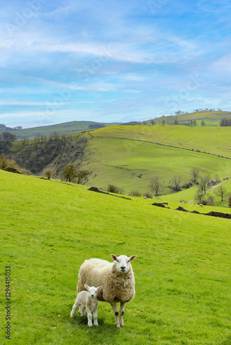 tranquil spring landscape with a mother sheep and lamb, representing family bonds, new life, and wellness in the heart of the Peak District. Perfect for slow travel and sustainable tourism concepts