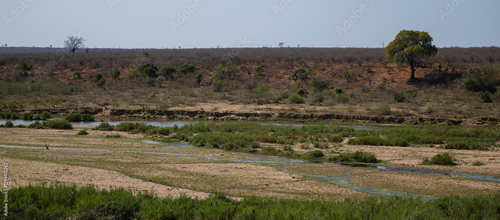 Landschaftsbild - Flora Botanik Busch im Krüger National Park - Kruger Nationalpark