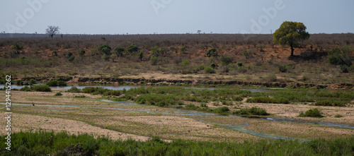 Obraz na płótnie Landschaftsbild - Flora Botanik Busch im Krüger National Park - Kruger Nationalpark w salonie