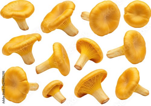 Isolated Assortment of Golden Chanterelle Mushrooms, Forest Delicacy