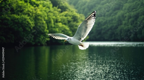 Seagull over water