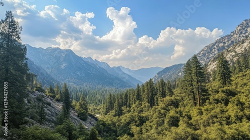 Kings Canyon National Park, CA. Majestic Sequoia Trees in Lush Green Forest Landscape
