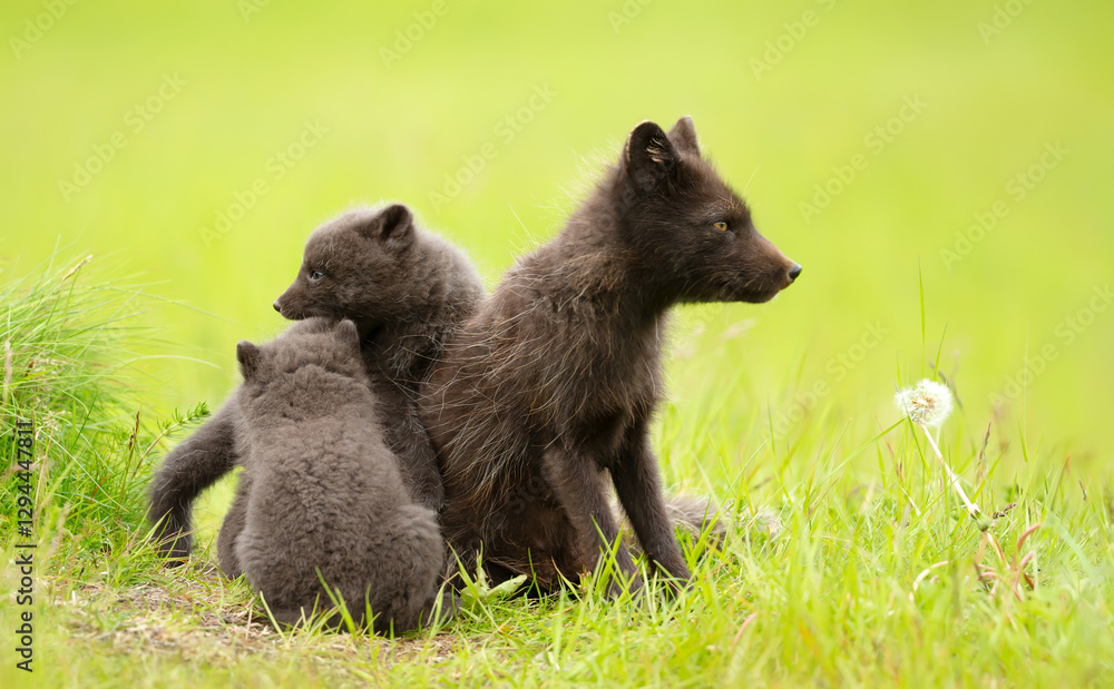 Fototapeta premium Arctic fox mum with playful cubs in summer