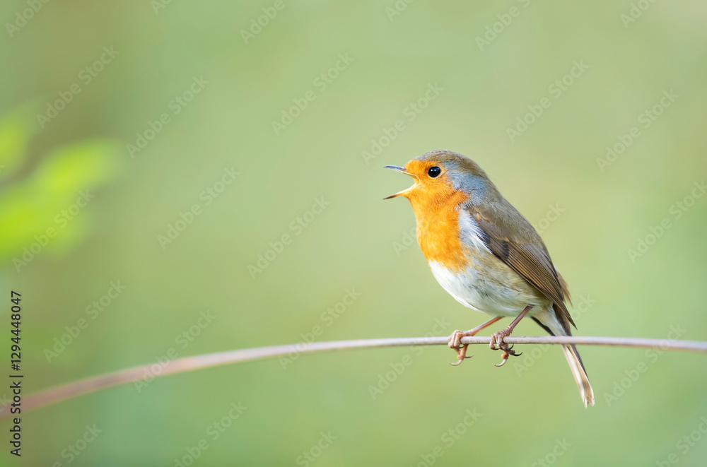 Portrait of European robin singing in spring Portrait of European robin singing in spring
