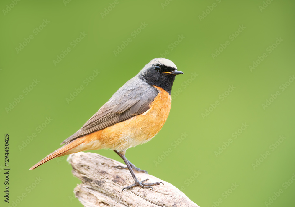 Fototapeta premium Portrait of a common redstart perched on a tree branch against clear green background