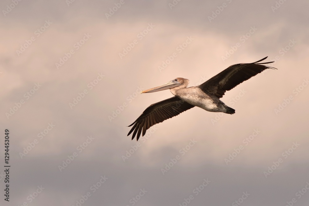 Obraz premium pelican bird in flight with clouds