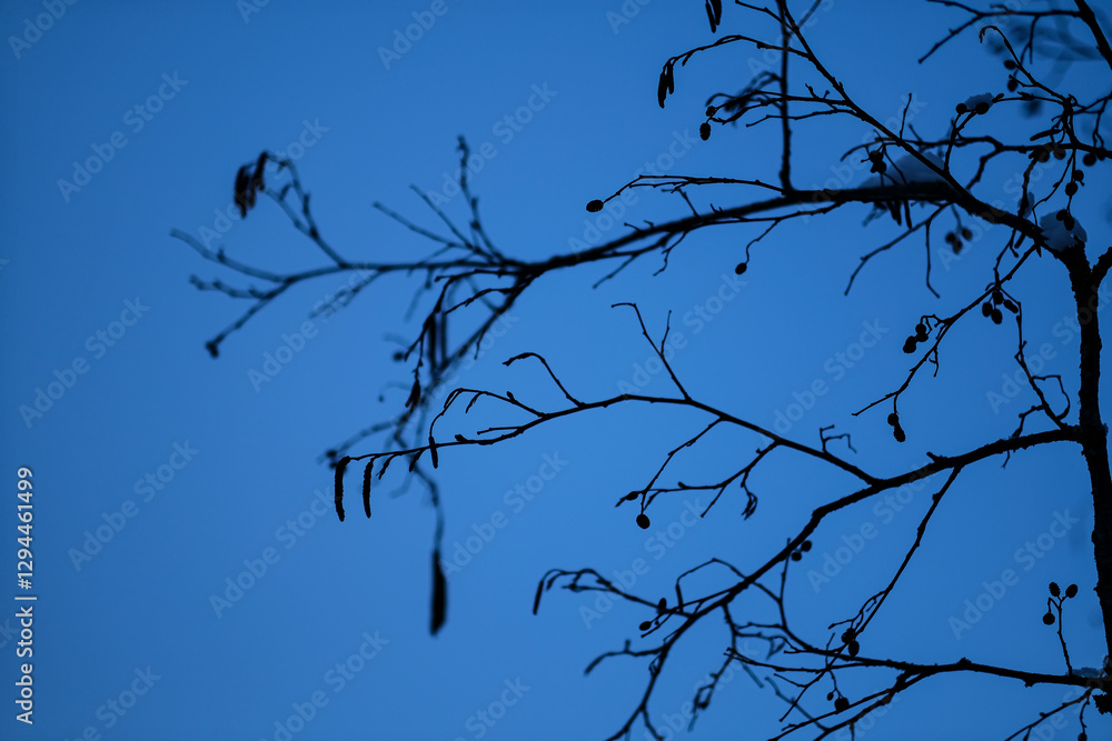 alder tree branches with flowers and seeds in winter