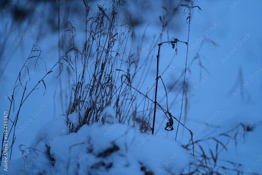 dry grass on snow covered meadow dry grass on snow covered meadow