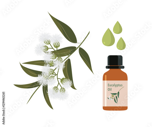 Eucalyptus essential Oil and Eucalyptus leaf and flowers isolated on white background.