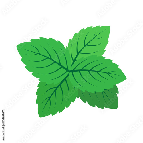 Mint leaves. Color vector illustration. Isolated on white background.	