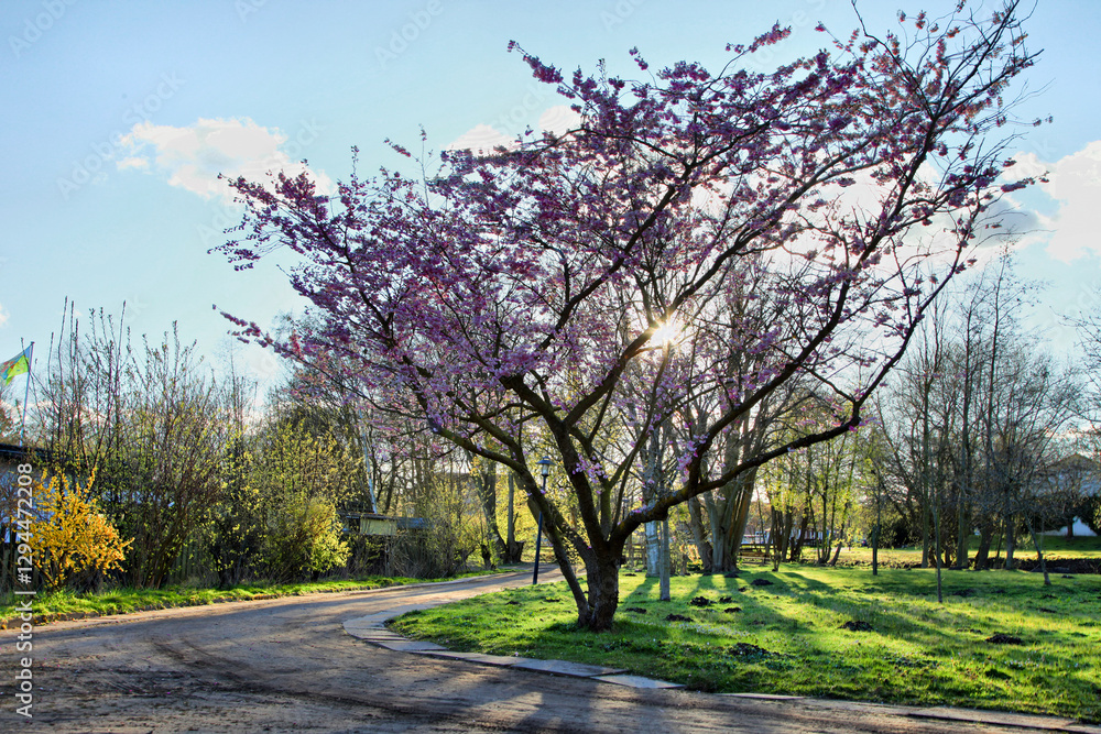 Naklejka premium A tree with purple flowers is in a park