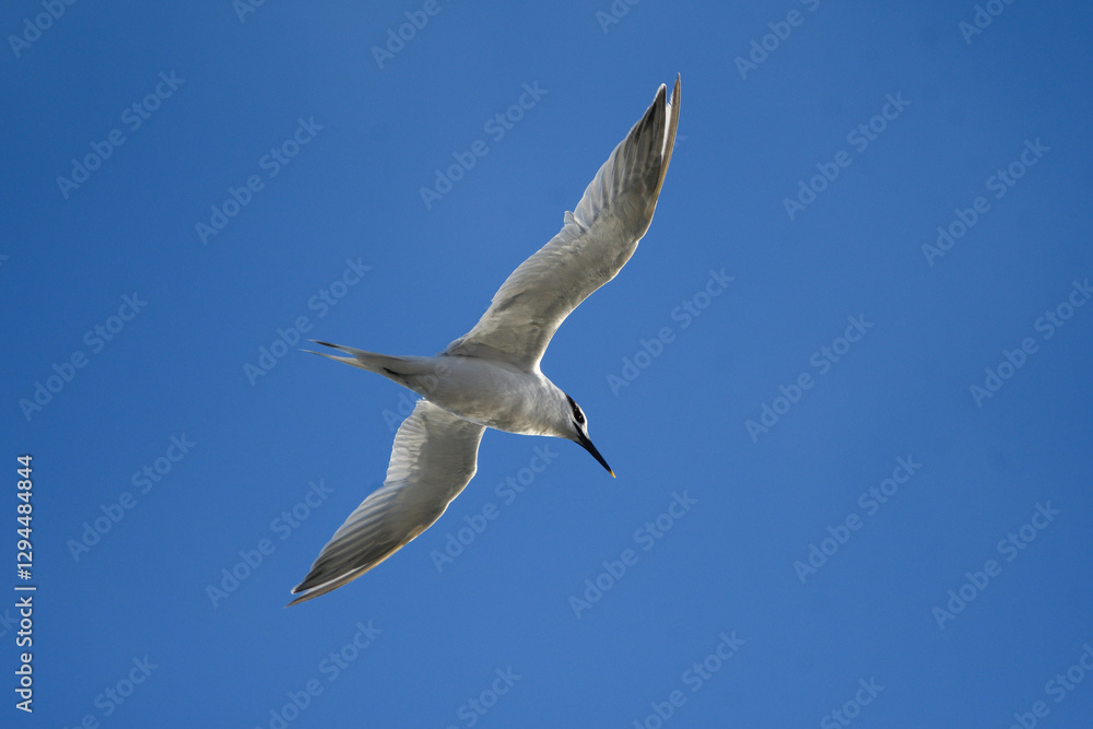 Fototapeta premium Sandwich Tern in flight in Santoña
