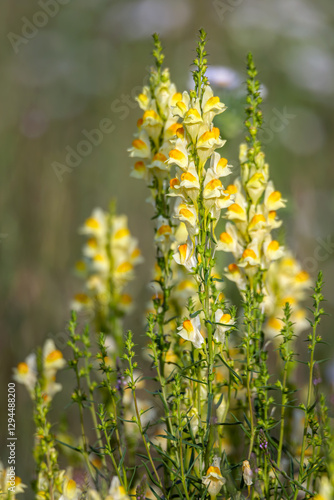 Wildflower common toadflax in the field
