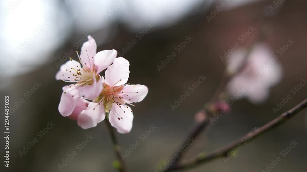 Cherry blossom blowing in the wind Cherry blossom blowing in the wind