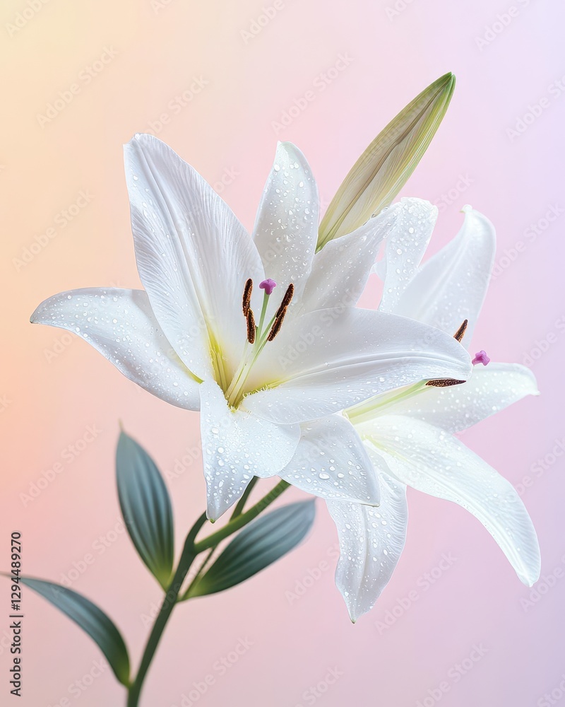 Naklejka premium Elegant White Lilies on a Soft Gradient Background with Delicate Petal Details