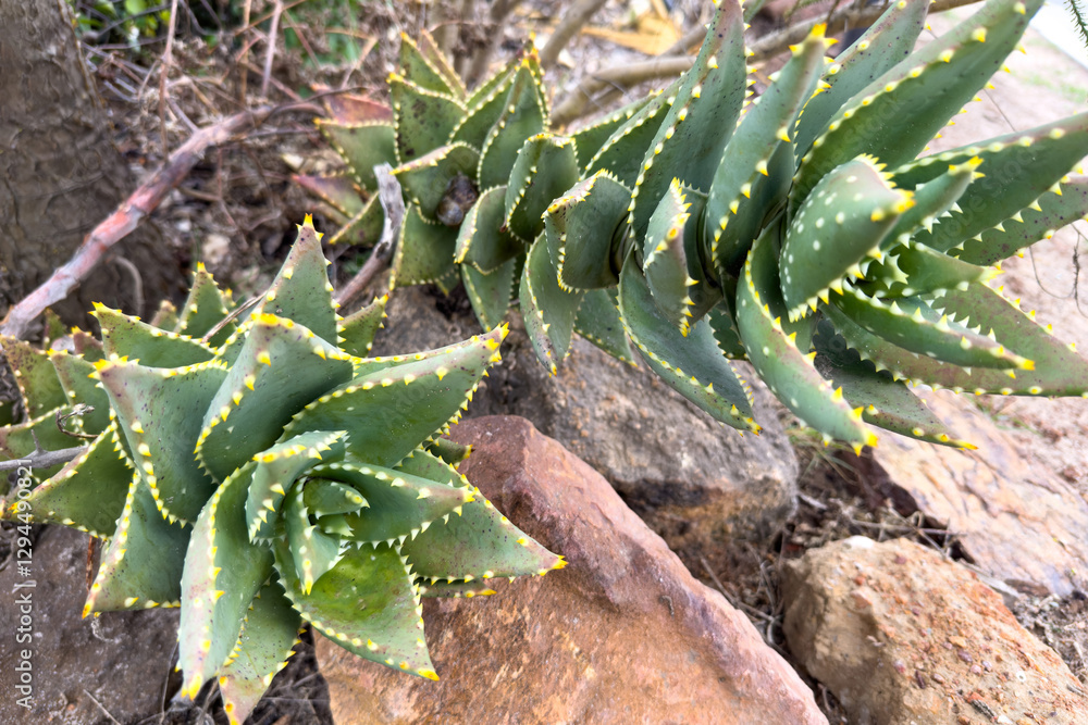 Obraz premium Aloe plant fresh leaves background closeup. Alternative medicine and natural beauty product