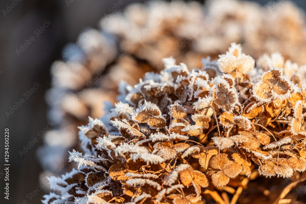 Frost-Covered Dried Hydrangea Flowers Glowing Under Warm Morning Sunlight