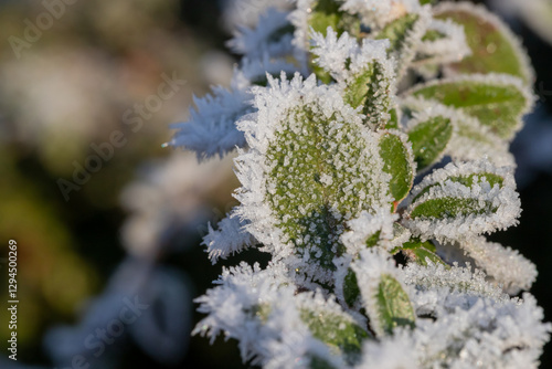 Obraz na płótnie Close-Up of Frost-Covered Leaves on a Winter Morning w salonie