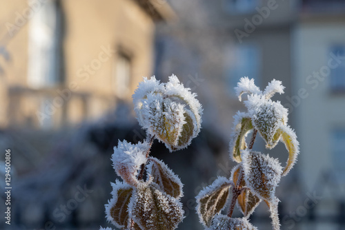 Frost-Covered Plants Highlighting Winter's Beauty in an Urban Setting