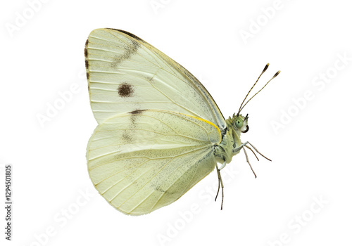 Isolated Delicate White Cabbage Butterfly