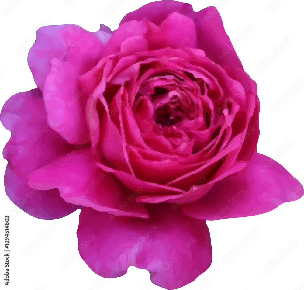 pink rose flower blooming vector39 pink rose flower blooming vector39